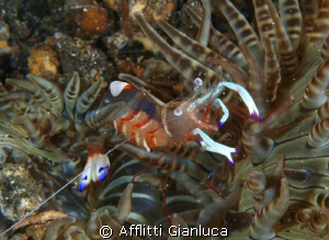 periclemenes by Afflitti Gianluca 
